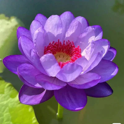 A Sagrada Flor de Lótus Bonsai (+ Brinde Especial)