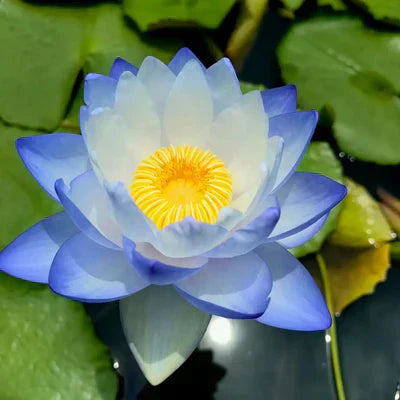 A Sagrada Flor de Lótus Bonsai (+ Brinde Especial)