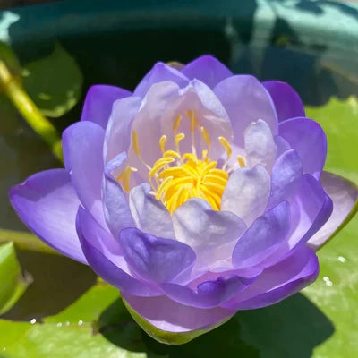 A Sagrada Flor de Lótus Bonsai (+ Brinde Especial)